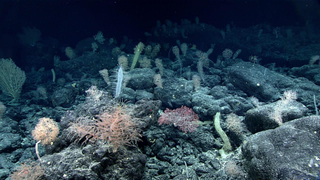We're Vastly Underestimating the Impact of Deep Sea Fishing